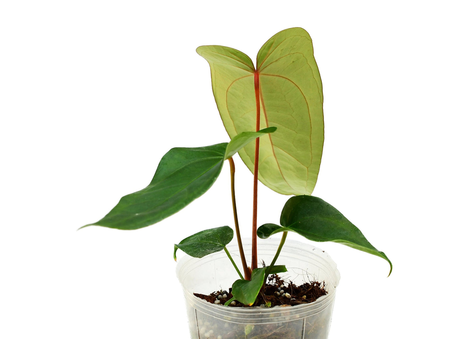 Anthurium Magnificent Gigi 'Inverse crossing'