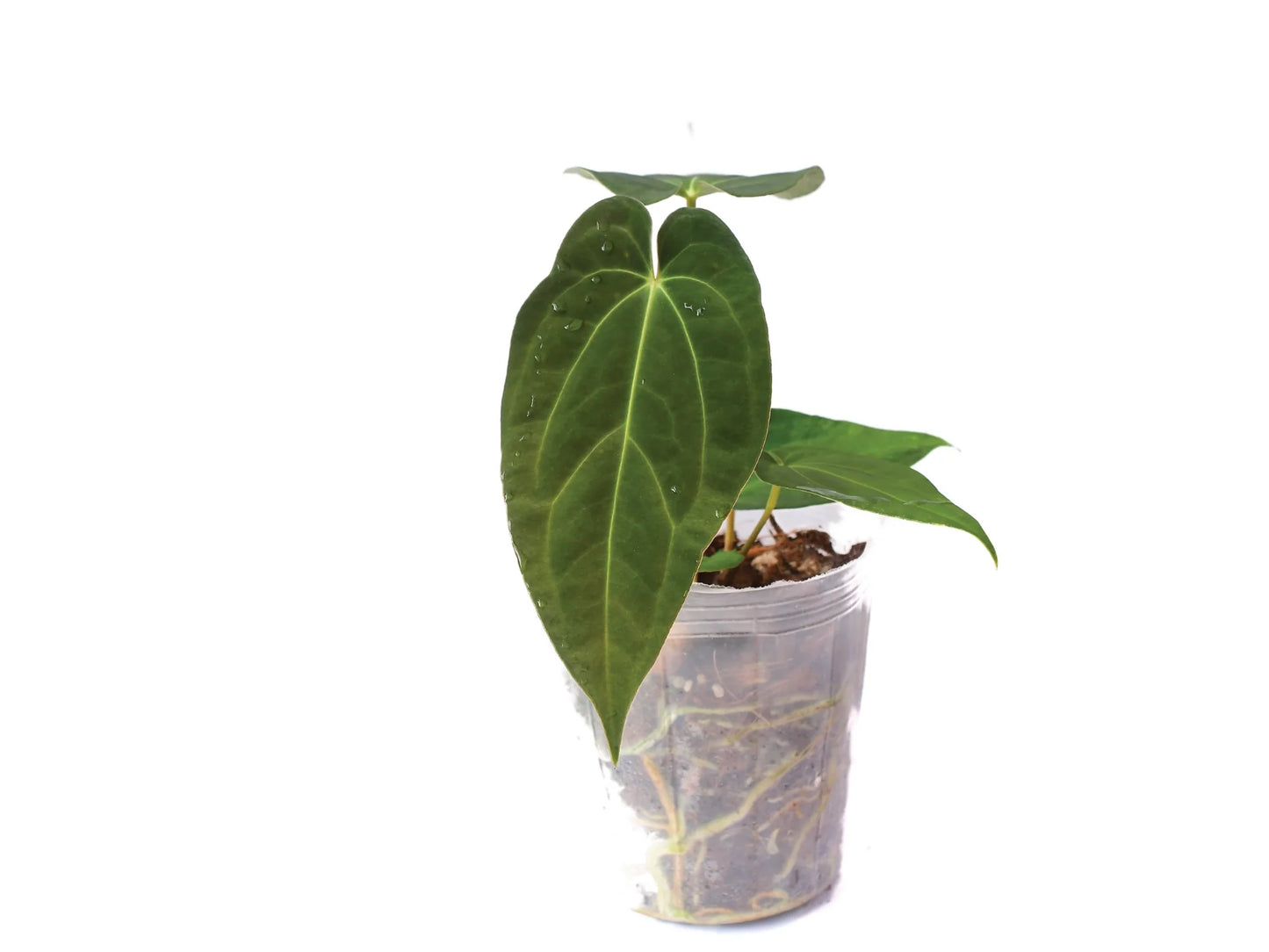 Anthurium Magnificent Girl 'Fantasy' x Anthurium papillilaminum