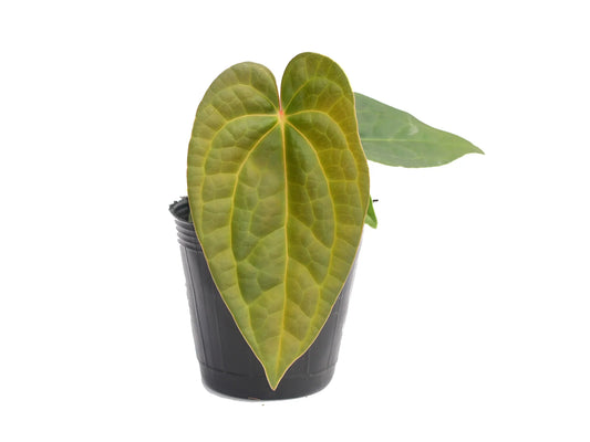 Anthurium Raven Soul (XS)