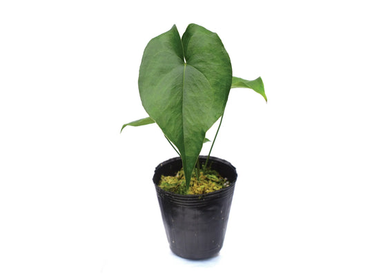 Anthurium macdanielii (seedling)
