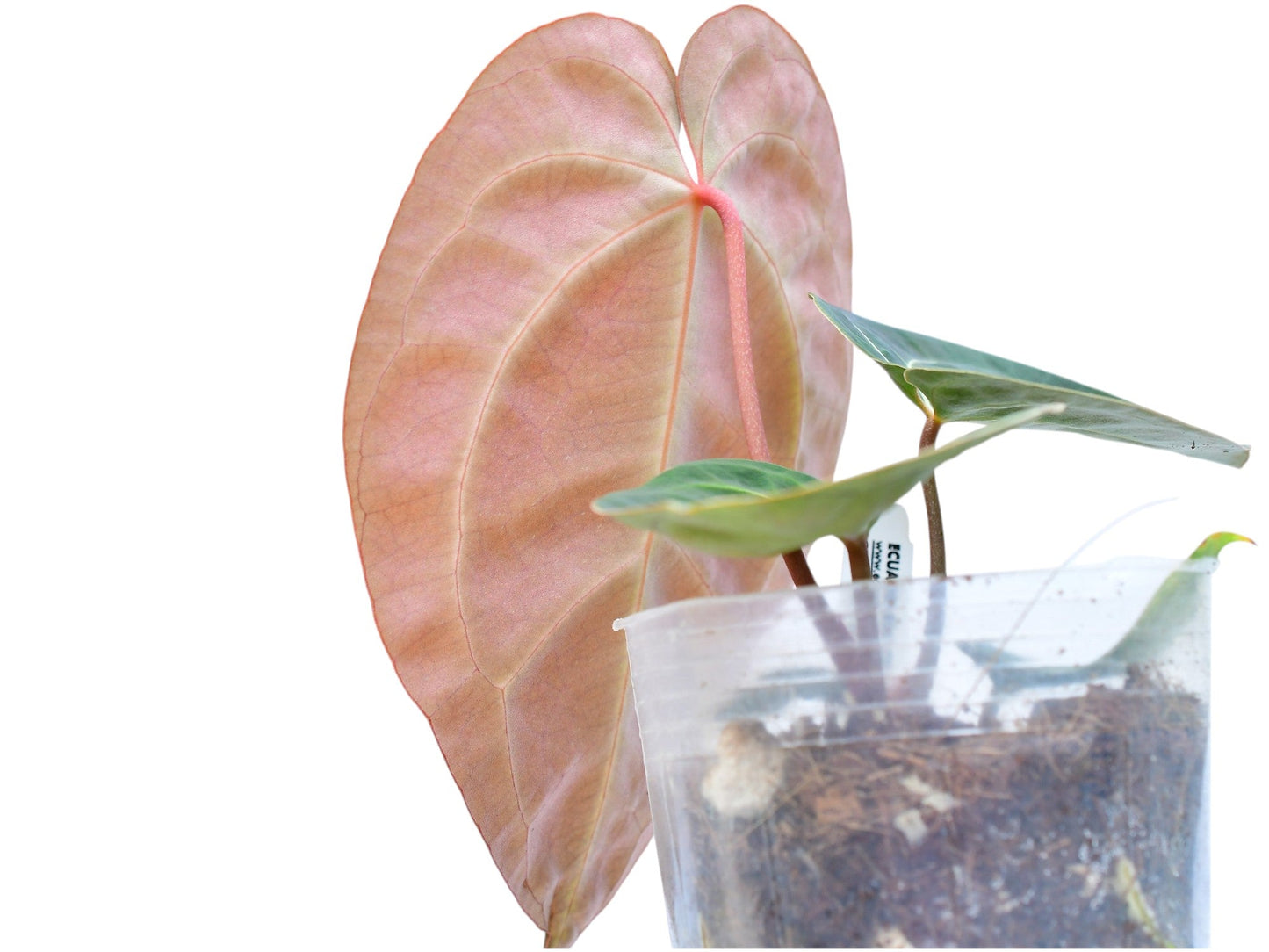 Anthurium Crystal Sky seedling