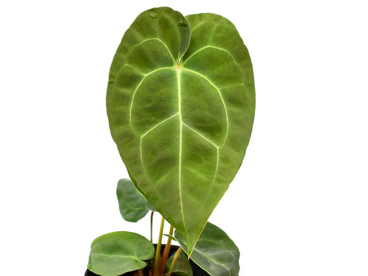 Anthurium Ecuagenera Green Soul (XS)