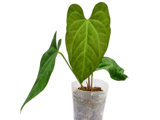 Anthurium Heart of the Amazon