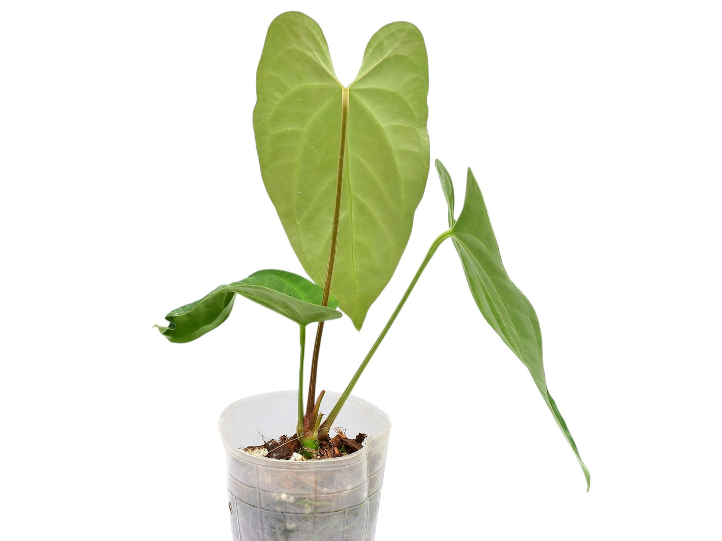 Anthurium Heart of the Amazon