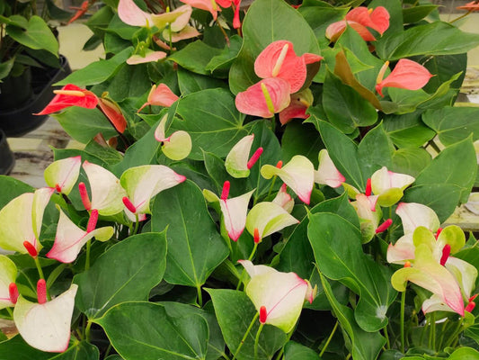 Anthurium Hybrid - Color Flower