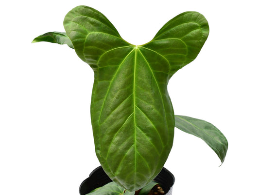 Anthurium Jungle Dreams