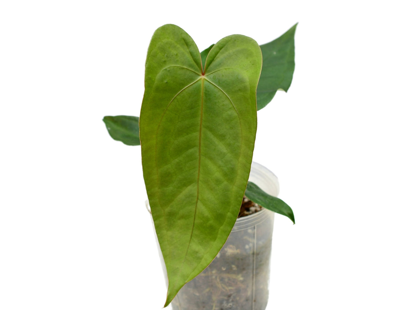 Anthurium Magnificent Gigi 'Inverse crossing'