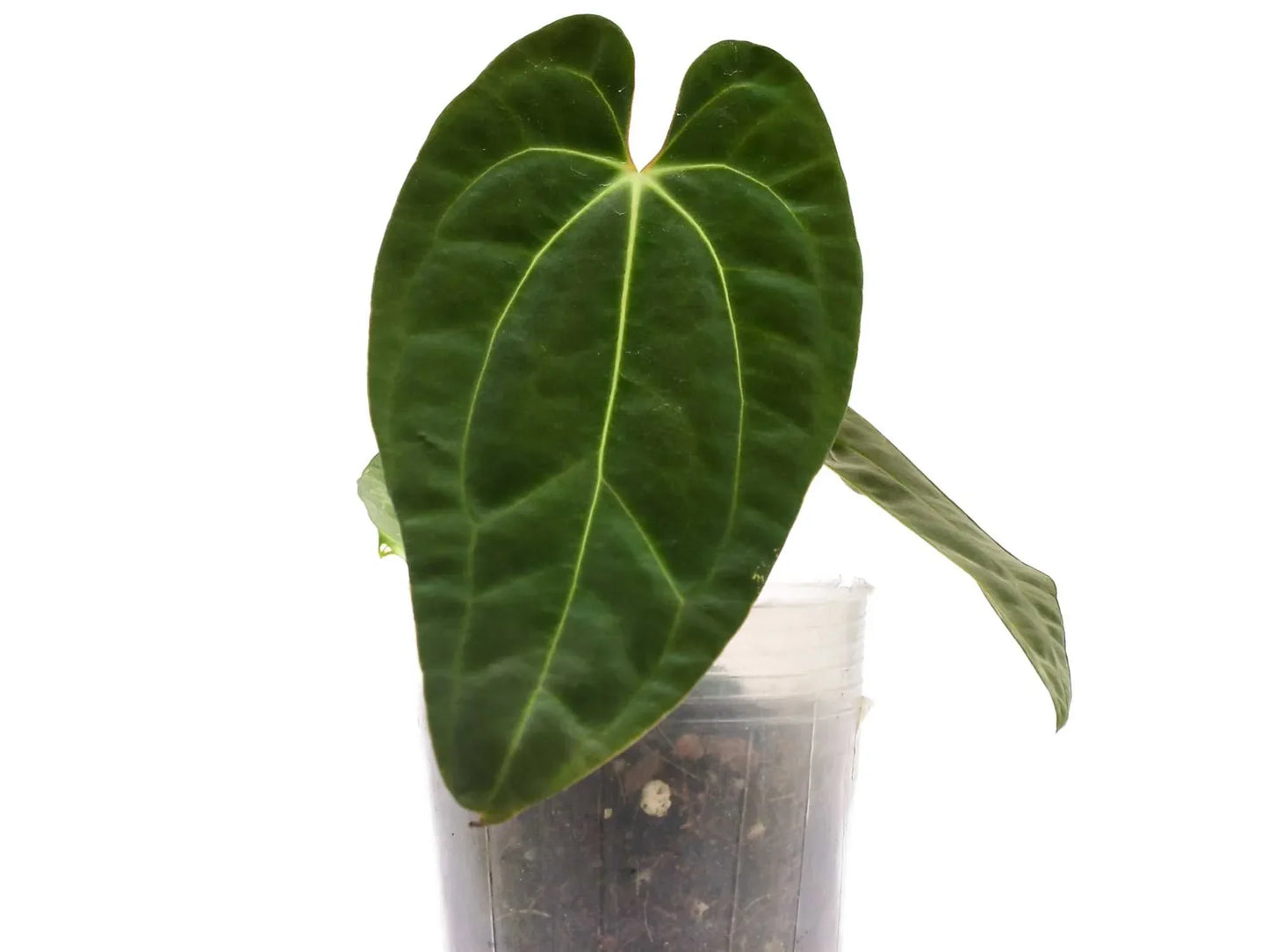 Anthurium Neon Lace (seedling)