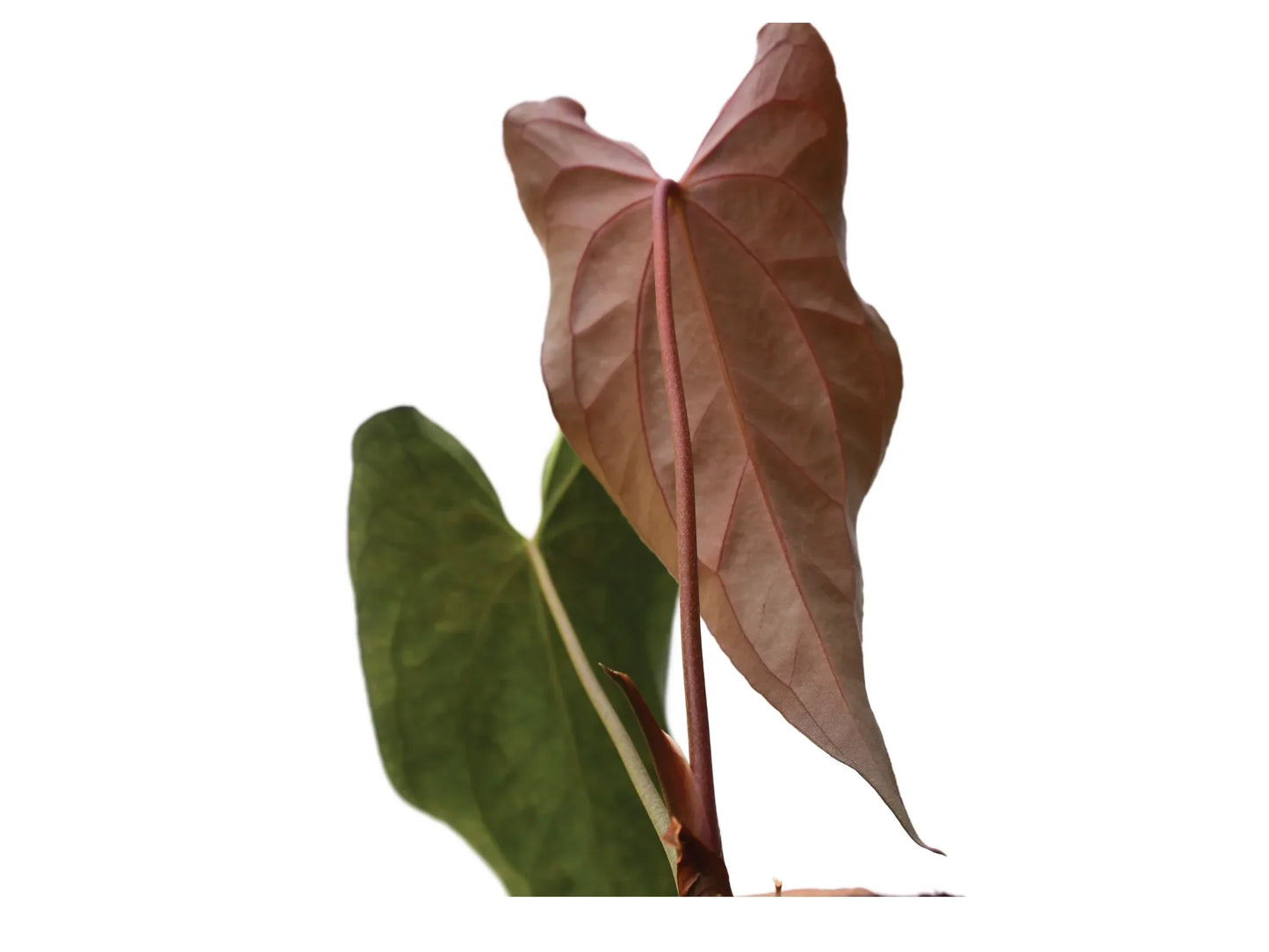 Anthurium Neon Lace (seedling)