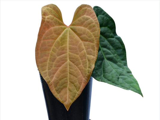 Anthurium Raven Soul (seedling)