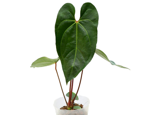 Anthurium Shuar Princess