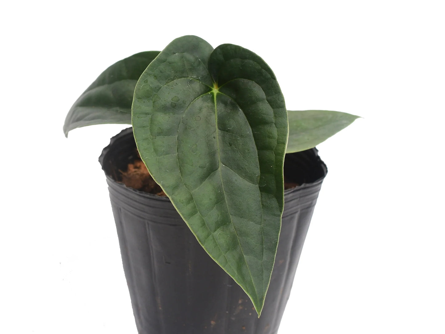 Anthurium Ximeportilla