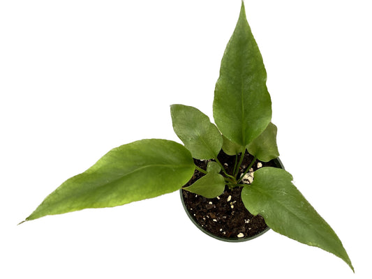 Anthurium 'Big Red Bird'