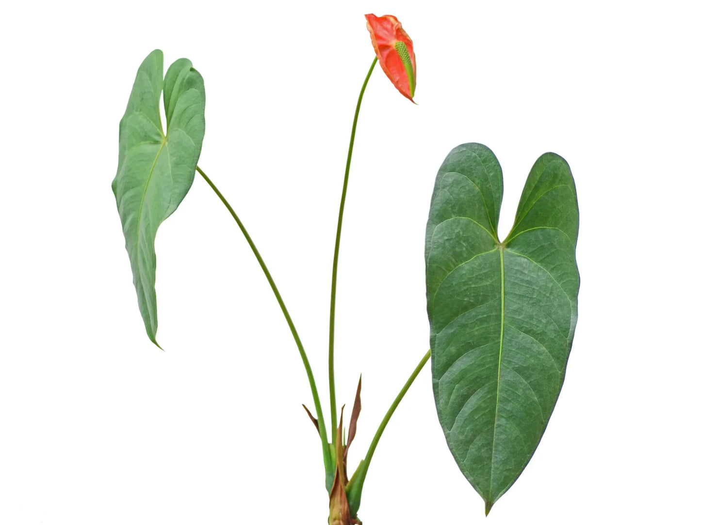Anthurium andraeanum