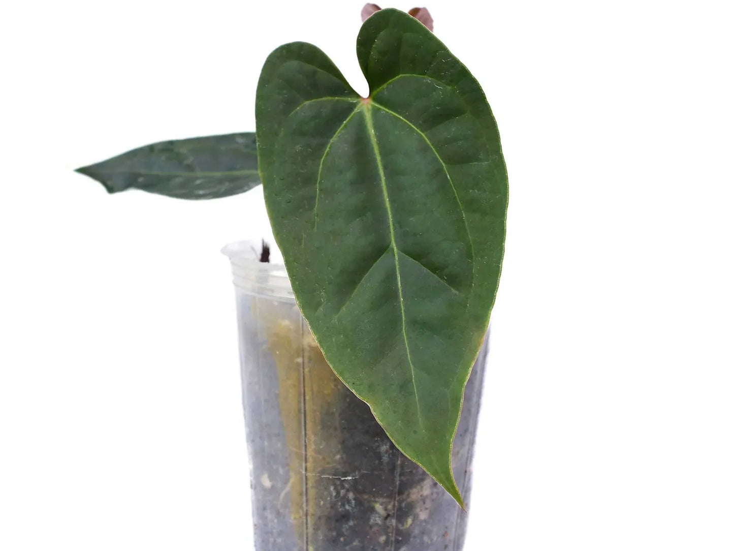 Anthurium besseae aff x Anthurium sagittatum (XS)