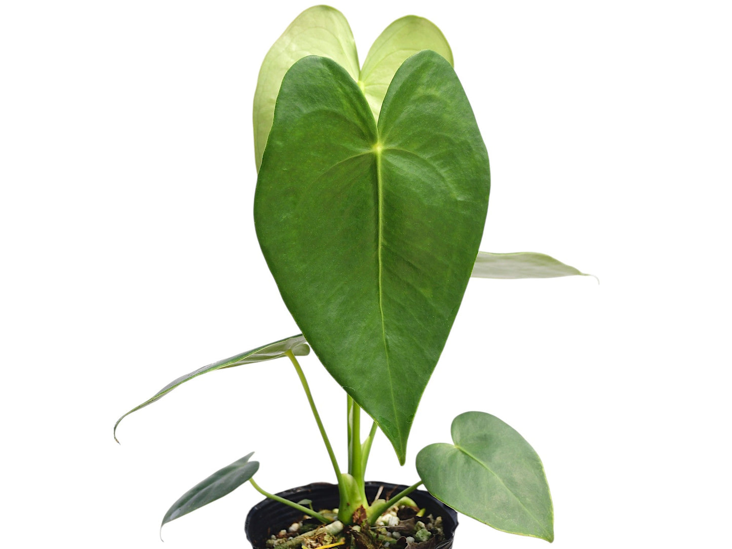 Anthurium corallinum
