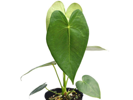 Anthurium corallinum