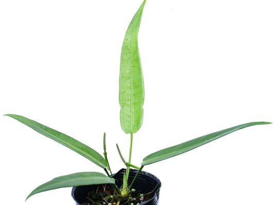 Anthurium debilipeltatum