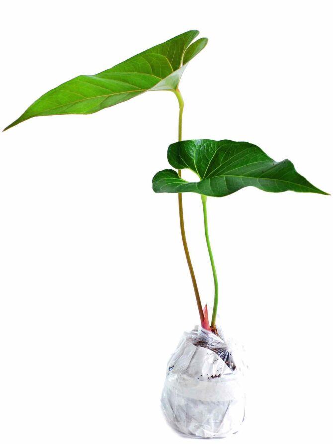 Anthurium decipiens (seedling)