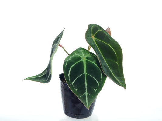 Anthurium forgetii white stripes (seedling)