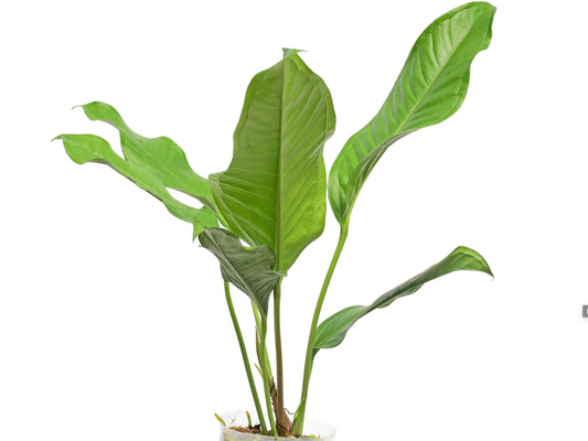 Anthurium gracile San Rafael