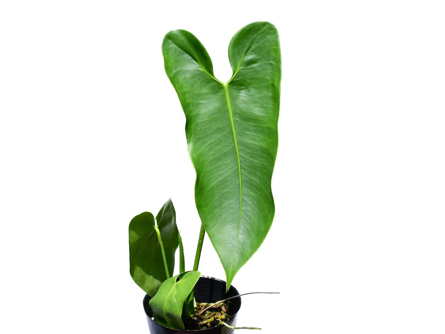 anthurium longissimilobum Anthurium longissimilobum 'Guayzimi'