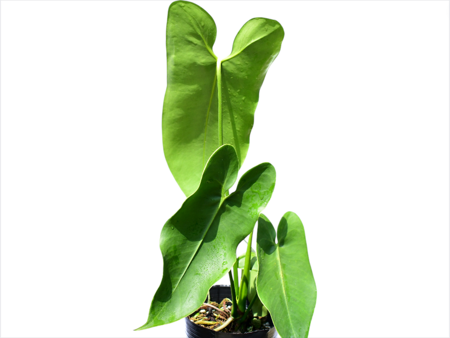 Anthurium longissimilobum 'Guayzimi'