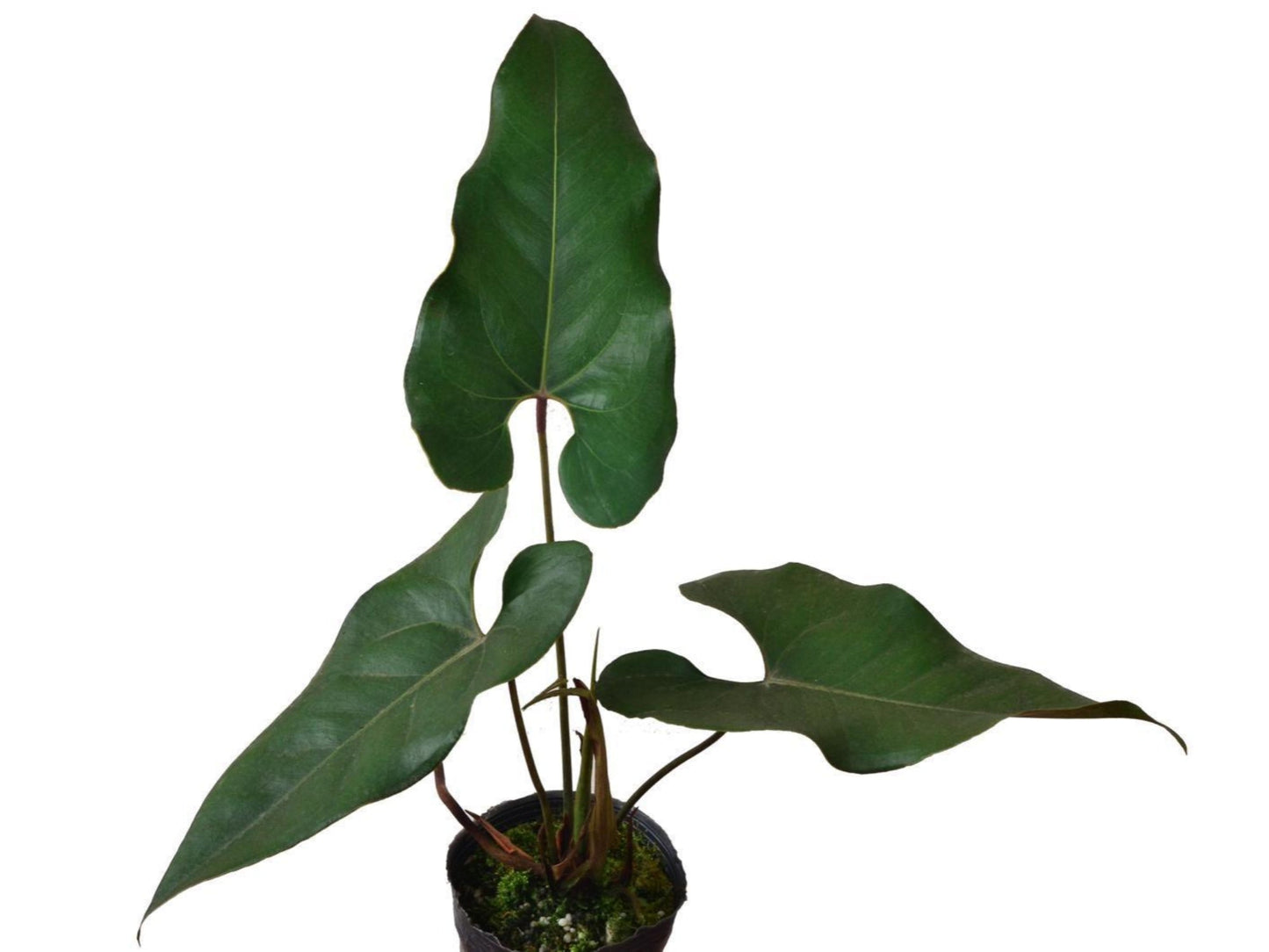Anthurium macdanielii (seedling)