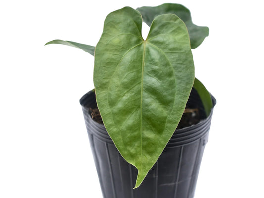 Anthurium nigrolaminum gigante x Anthurium dressleri