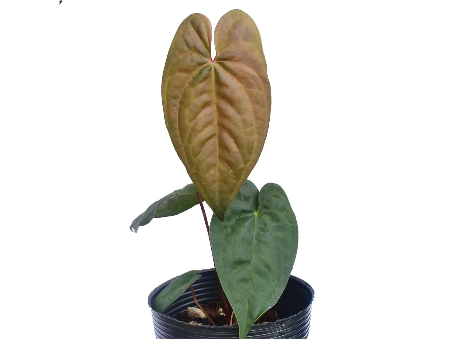 Anthurium nigrolaminum x Anthurium dressleri