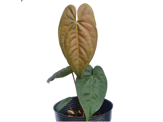 Anthurium nigrolaminum x Anthurium dressleri