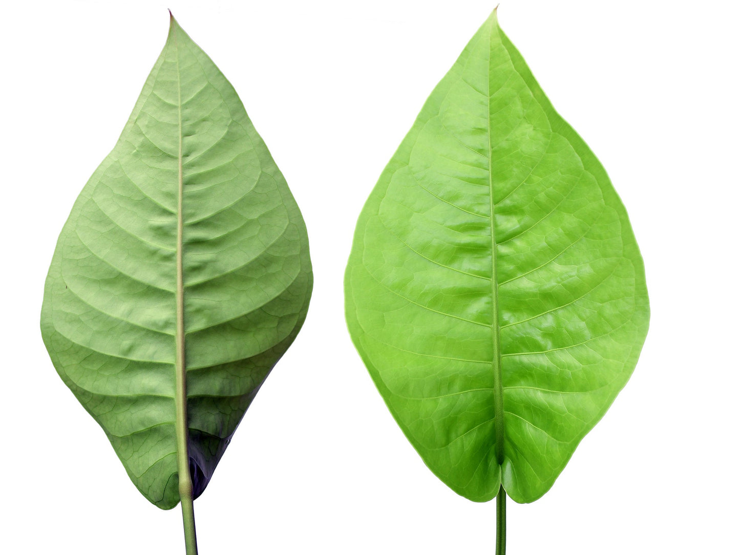 Anthurium oxycarpum giganteum (seedling)