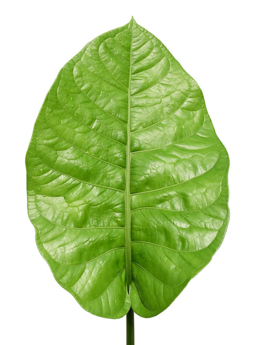 Anthurium oxycarpum giganteum (seedling)