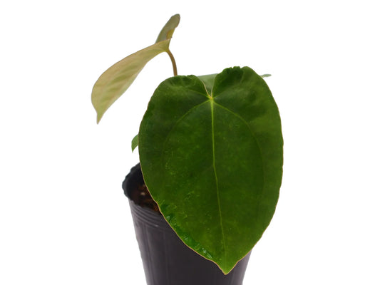 Anthurium papillilaminum x Anthurium dressleri