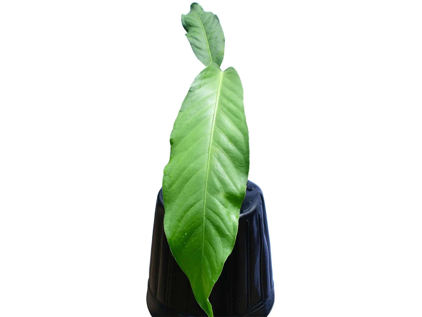 Anthurium pendulifolium