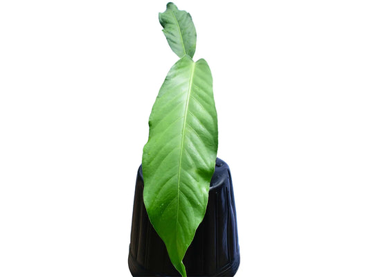 Anthurium pendulifolium