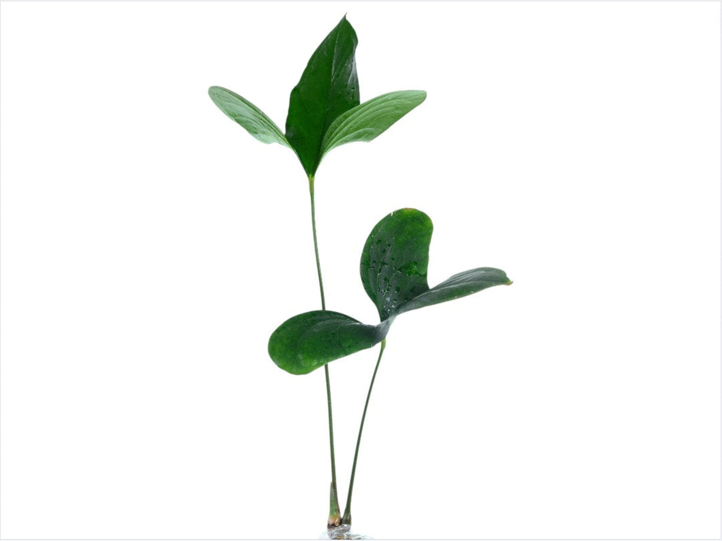 Anthurium pinkleyi