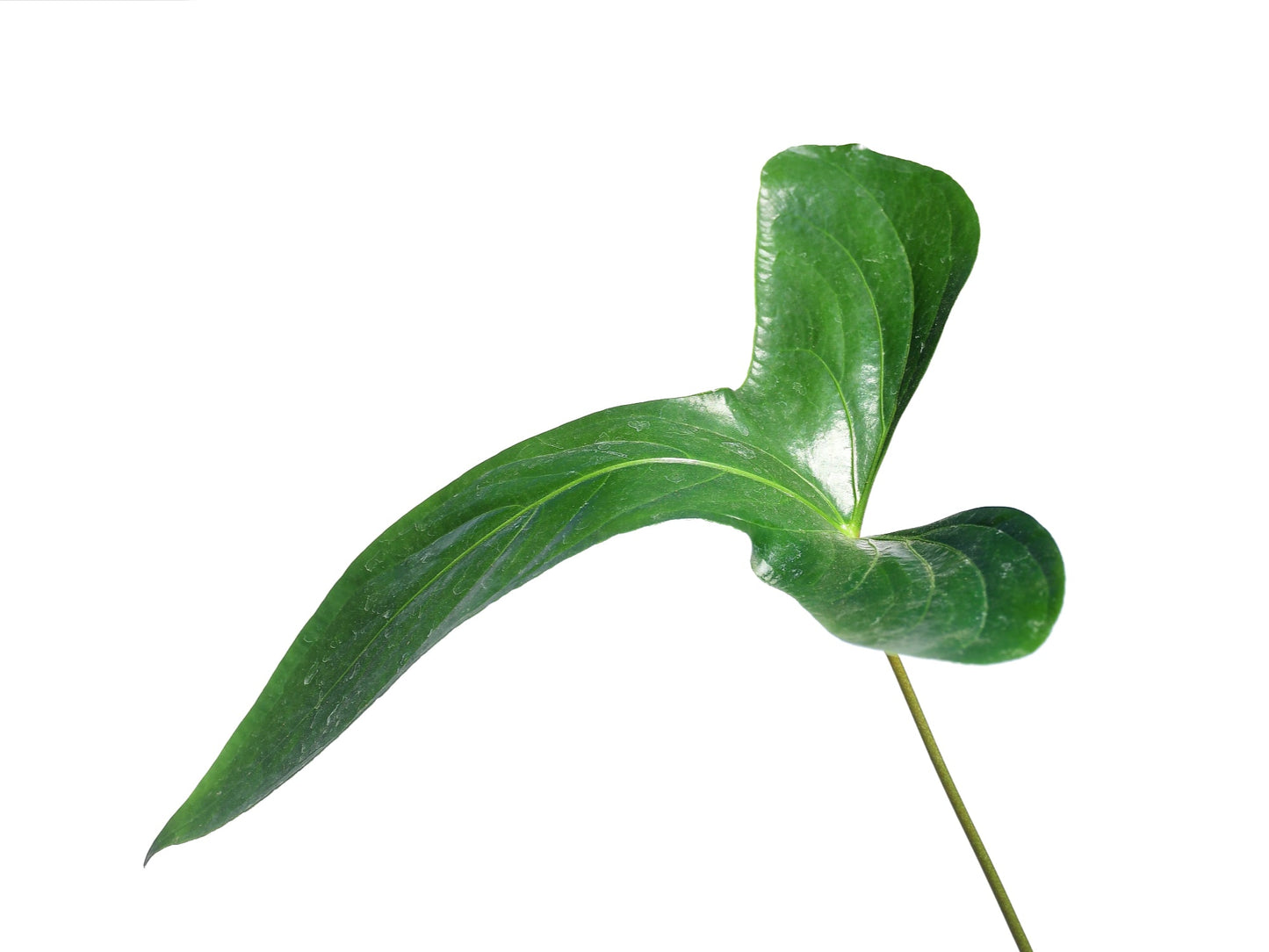 Anthurium pinkleyi