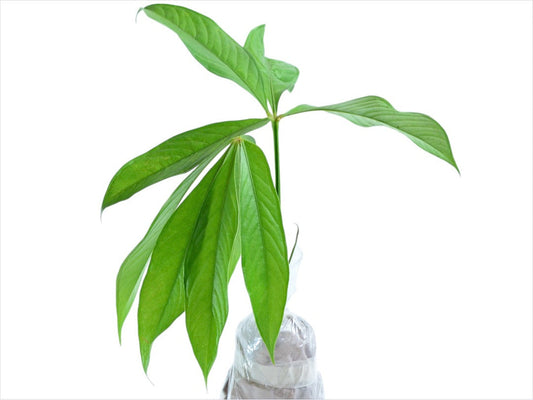 Anthurium pseudoclavigerum (seedling)