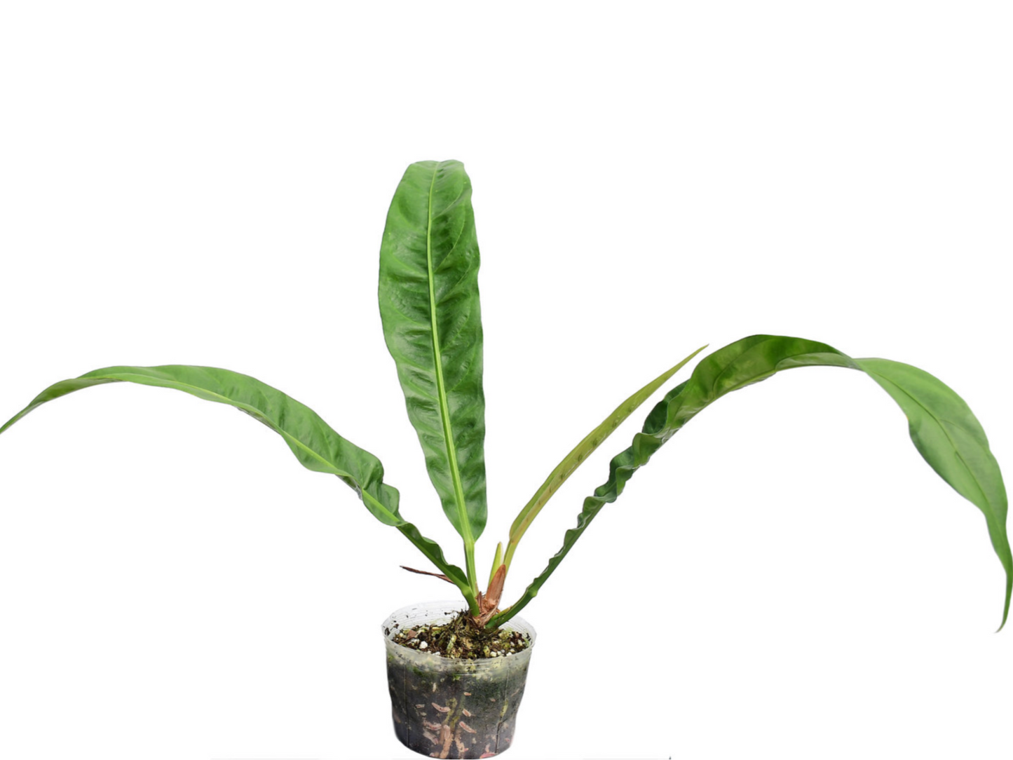 Anthurium reflexinervium aff