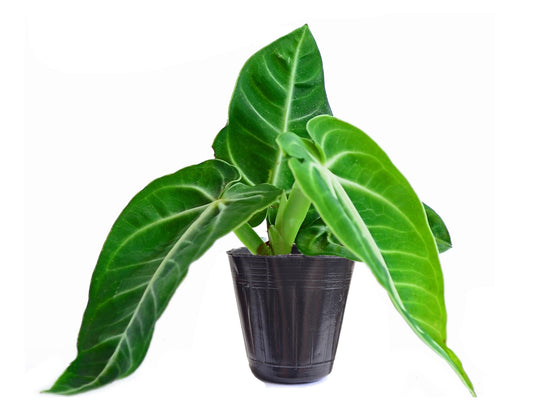 Anthurium villenaorum