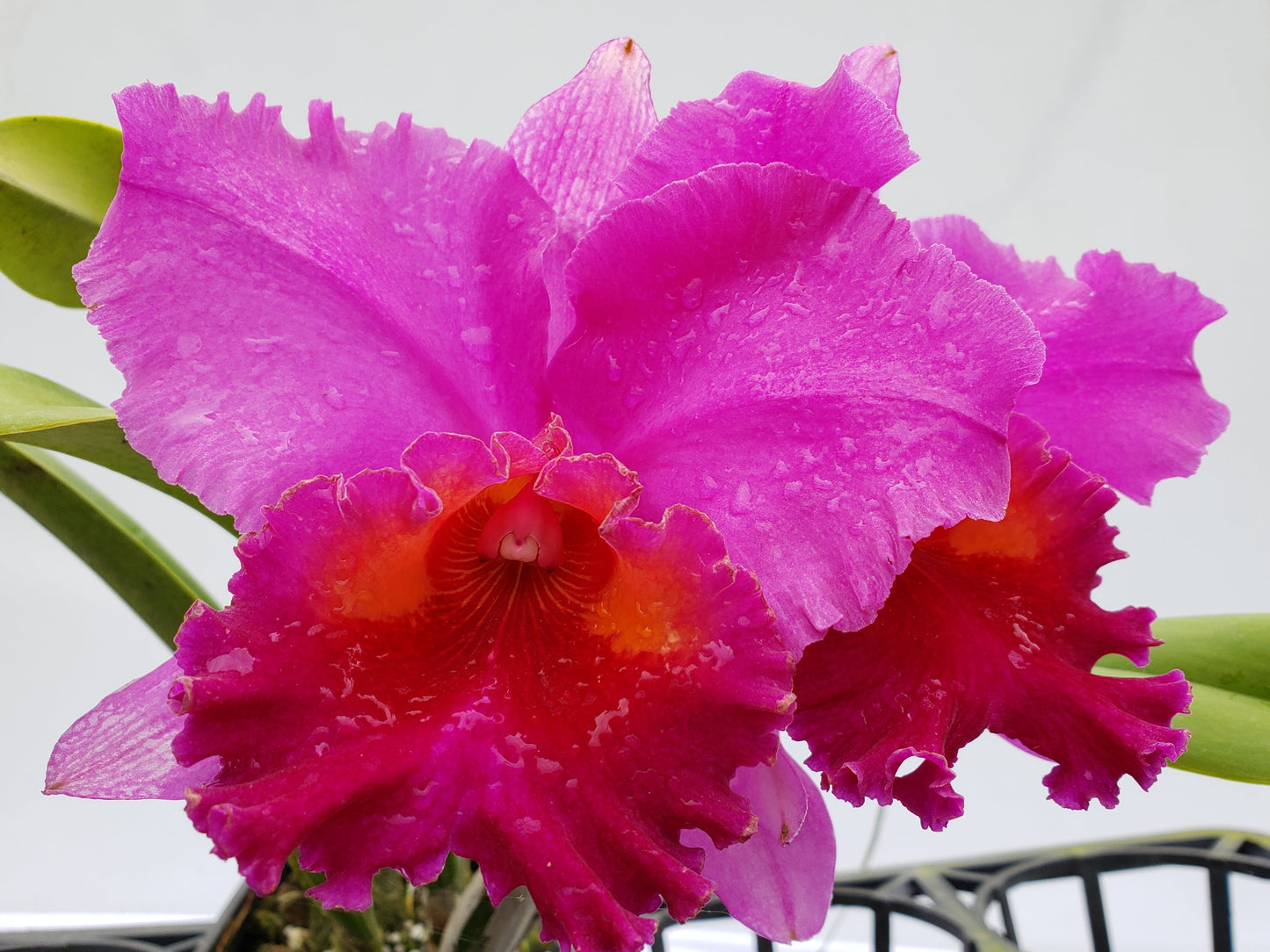 Brassolaeliocattleya Mayra Ec