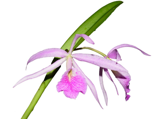 Brassocattleya Kay (Bc. Fuchs Star x L. purpurata var atropurpurea)