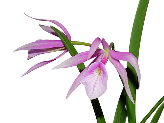 Brassocattleya Morning Glory 'Flamea'