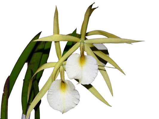 Brassocattleya Saint André