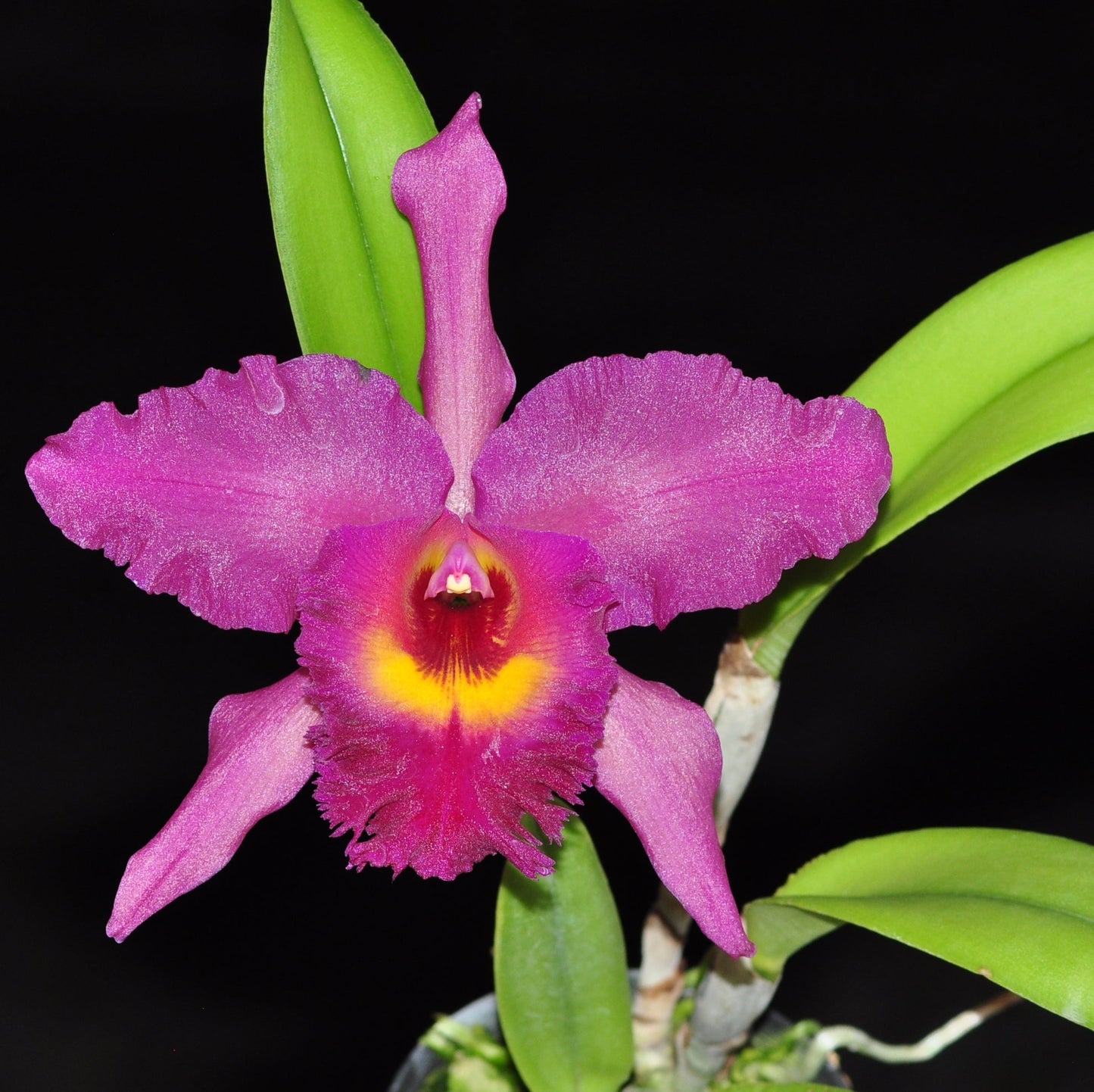 Rhyncholaeliocattleya Lemon Pink