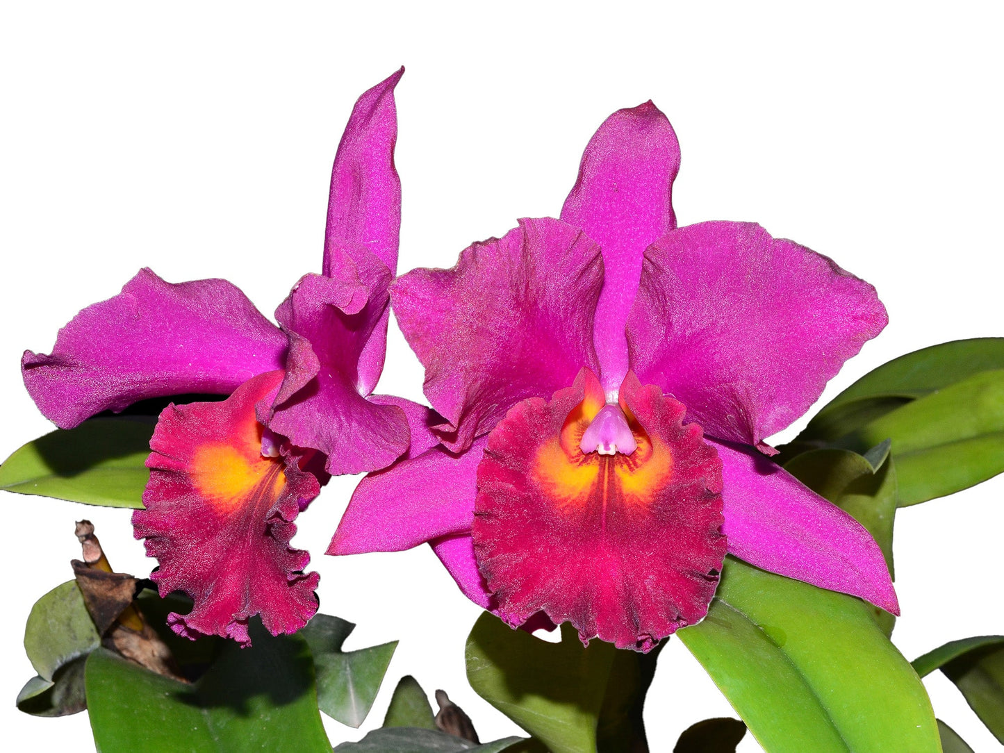 Brassolaeliocattleya Sp (Canyon 119-419 Ec)