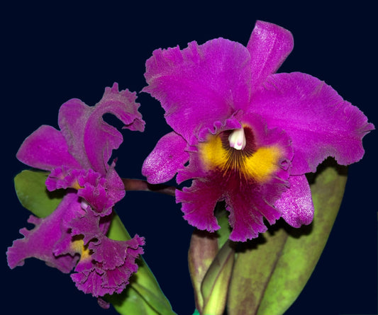 Rhyncholaeliocattleya King Of Taiwan Golden
