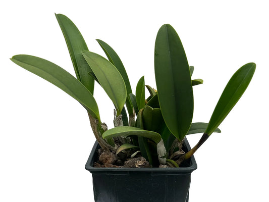 Brassolaeliocattleya Izumi Carol x Catt. Manglesii