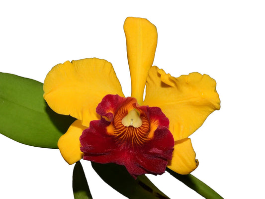 Brassolaeliocattleya Jerry Ton